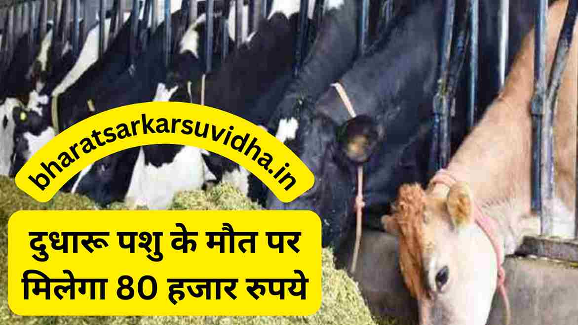 Pashudhan Bima Yojana 2022 : दुधारू पशु के मौत पर मिलेगा 80 हजार रुपये